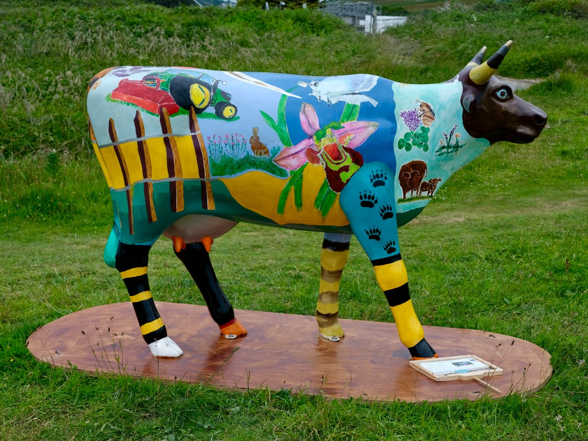 Dynamic Dunescapes Painted&nbsp;Cows